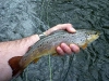 Brown Trout 