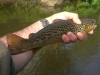 Brown trout