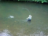 Brown trout