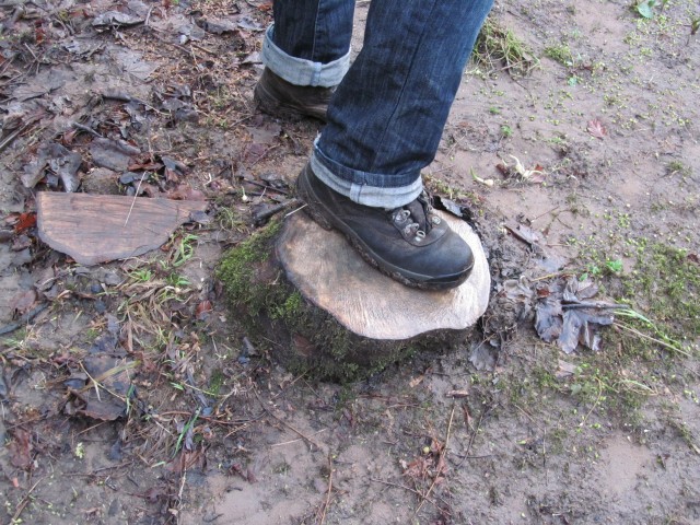 big trees