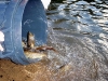 Nice fish    