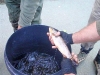 A nice trout! 