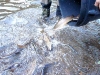 Pouring more of those troot in!      