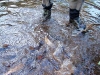 A footfall of troot?       