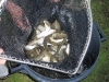 Bin full of fish   